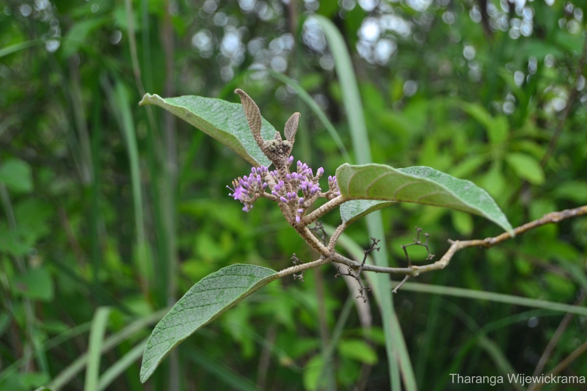 Callicarpa tomentosa (L.) L.